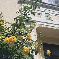 haus-jugendstil-gelbe-rosen-preysingplatz10-haidhausen_muenchen-stadtfuehrungen-da-schau-her_birgit-bremberg_640x